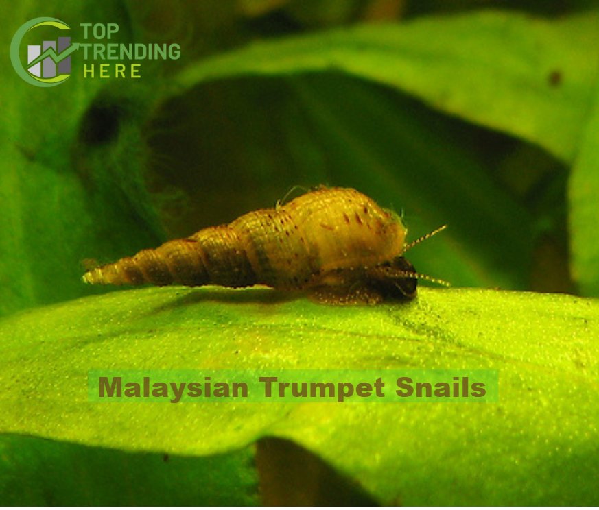  Malaysian Trumpet Snails