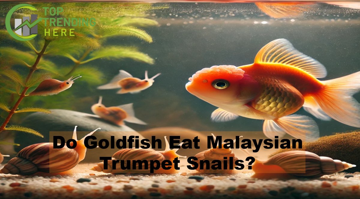 Do Goldfish Eat Malaysian Trumpet Snails?